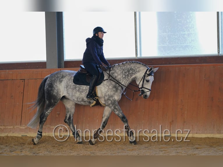 Tsjechisch warmbloed Merrie 12 Jaar 175 cm Schimmel in Region Prag