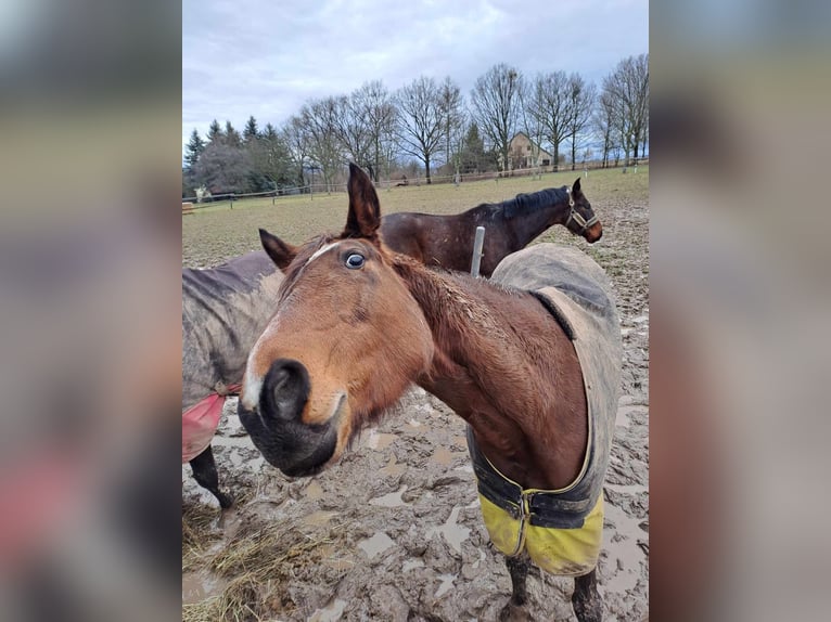 Tsjechisch warmbloed Merrie 13 Jaar 162 cm Roodbruin in LIBEL