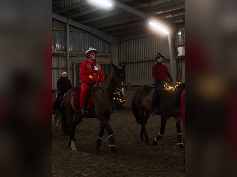 Tsjechisch warmbloed Merrie 13 Jaar 168 cm Bruin in WahlstedtWahlstedt