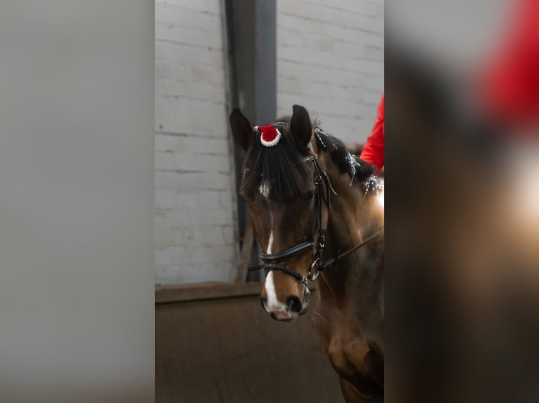 Tsjechisch warmbloed Merrie 13 Jaar 168 cm Bruin in WahlstedtWahlstedt