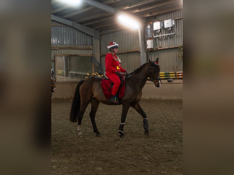 Tsjechisch warmbloed Merrie 13 Jaar 168 cm Bruin in WahlstedtWahlstedt