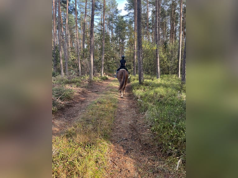 Tsjechisch warmbloed Merrie 13 Jaar 173 cm Vos in Celle
