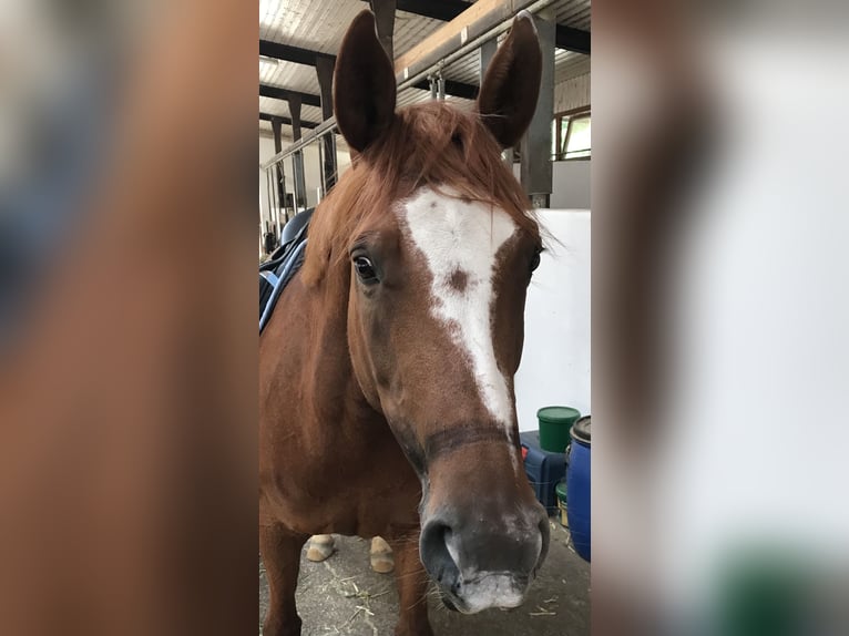 Tsjechisch warmbloed Merrie 14 Jaar 158 cm Vos in Wiesenbach