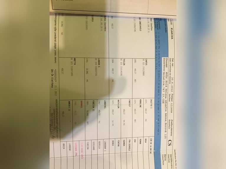 Tsjechisch warmbloed Merrie 14 Jaar 164 cm Roodbruin in Taunton