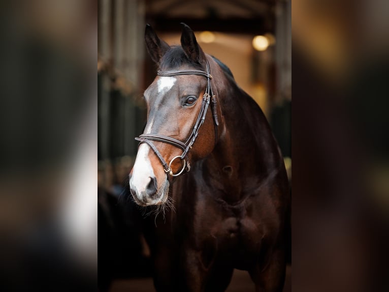 Tsjechisch warmbloed Merrie 14 Jaar 165 cm Bruin in Prag