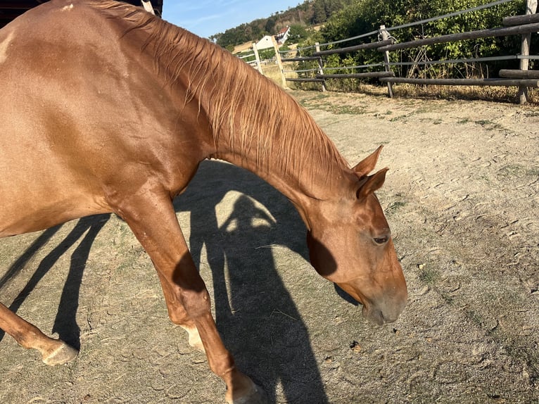 Tsjechisch warmbloed Mix Merrie 14 Jaar 165 cm Vos in Strass