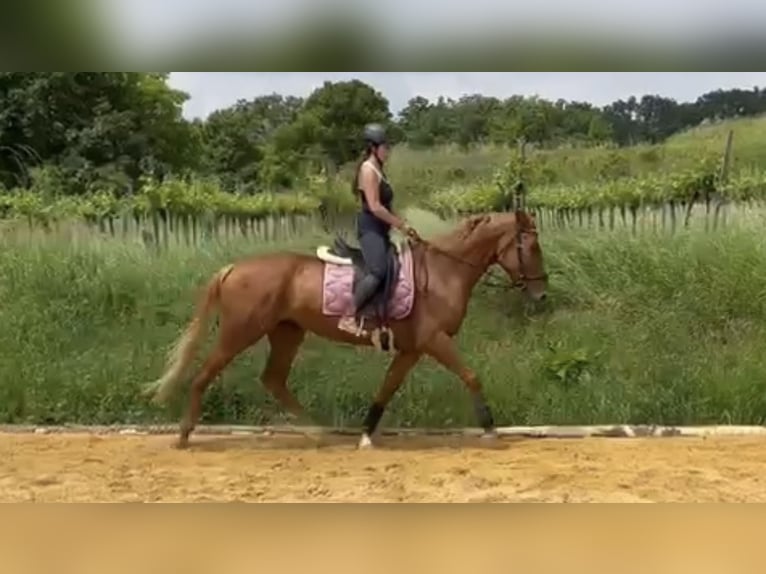 Tsjechisch warmbloed Mix Merrie 14 Jaar 165 cm Vos in Strass