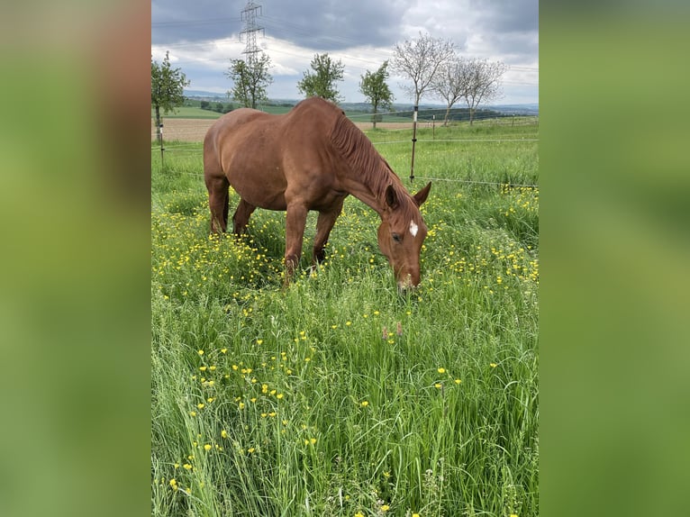 Tsjechisch warmbloed Merrie 14 Jaar 166 cm Vos in Eberdingen