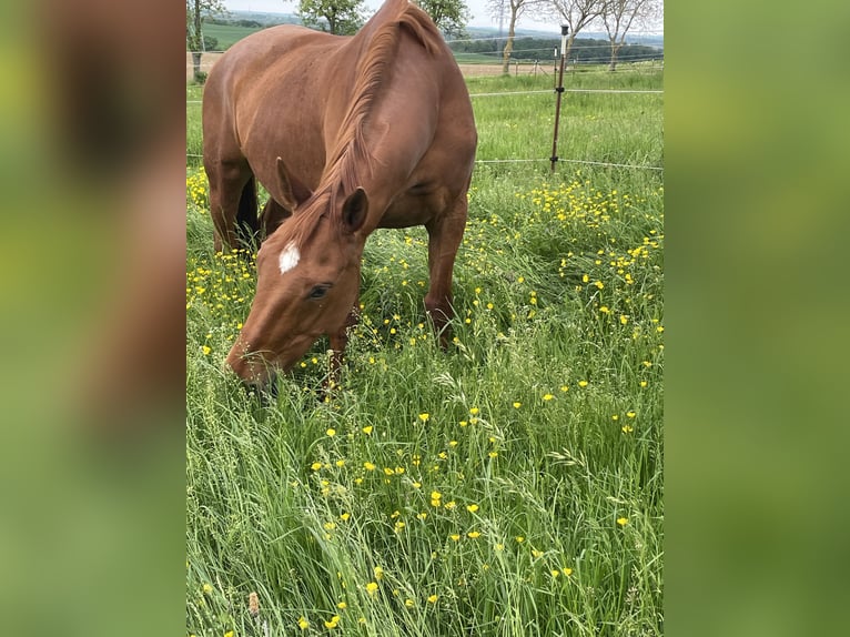 Tsjechisch warmbloed Merrie 14 Jaar 166 cm Vos in Eberdingen