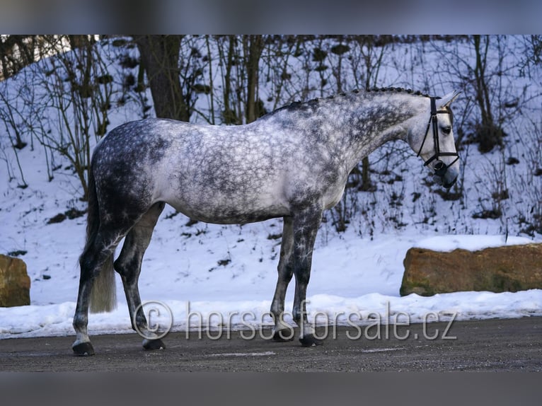 Tsjechisch warmbloed Merrie 14 Jaar 175 cm Schimmel in Region Prag
