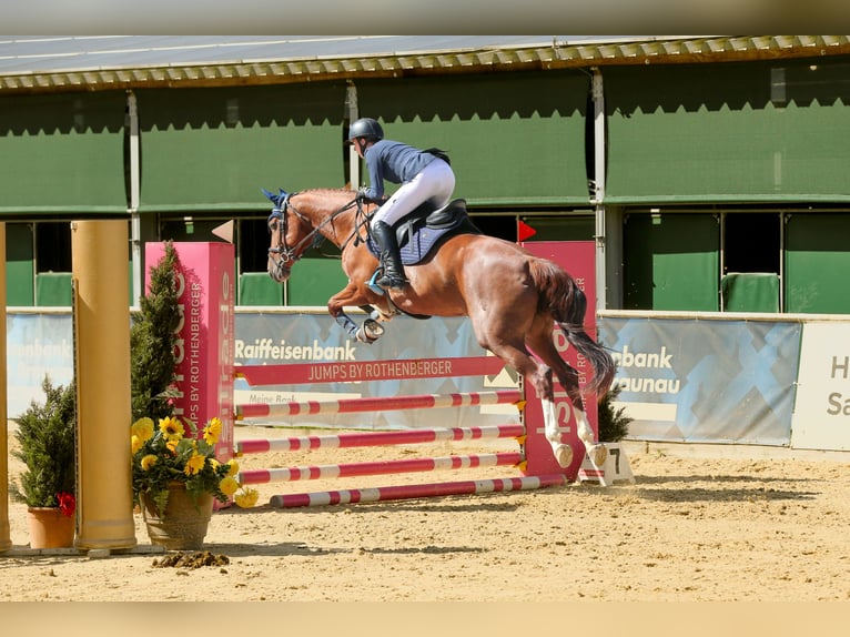Tsjechisch warmbloed Merrie 15 Jaar 168 cm Vos in Kematen am Innbach