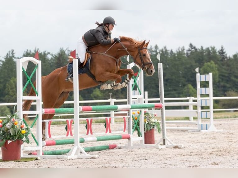 Tsjechisch warmbloed Merrie 15 Jaar 170 cm Donkere-vos in PRIBRAM
