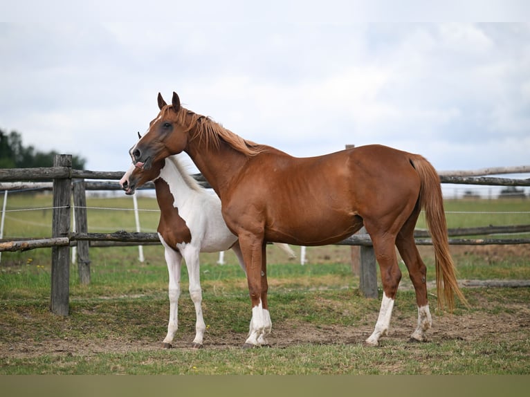 Tsjechisch warmbloed Merrie 15 Jaar 170 cm Donkere-vos in PRIBRAM
