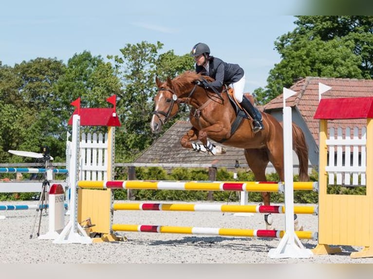 Tsjechisch warmbloed Merrie 15 Jaar 170 cm Donkere-vos in PRIBRAM