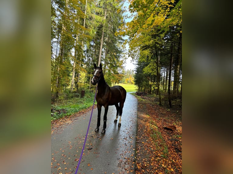 Tsjechisch warmbloed Merrie 15 Jaar 178 cm Bruin in Waldachtal