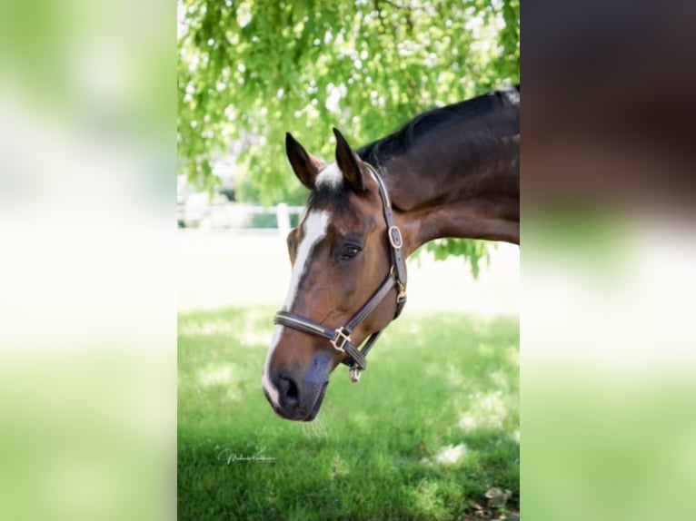 Tsjechisch warmbloed Merrie 15 Jaar 178 cm Bruin in Waldachtal