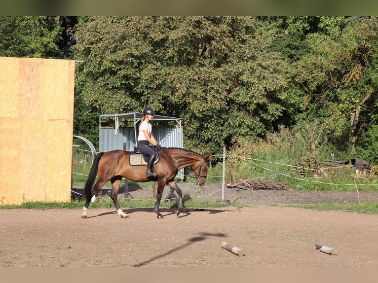 Tsjechisch warmbloed Merrie 15 Jaar Bruin in Podebrady Tsjechisch warmbloed Merrie 15 Jaar Bruin in Podebrady