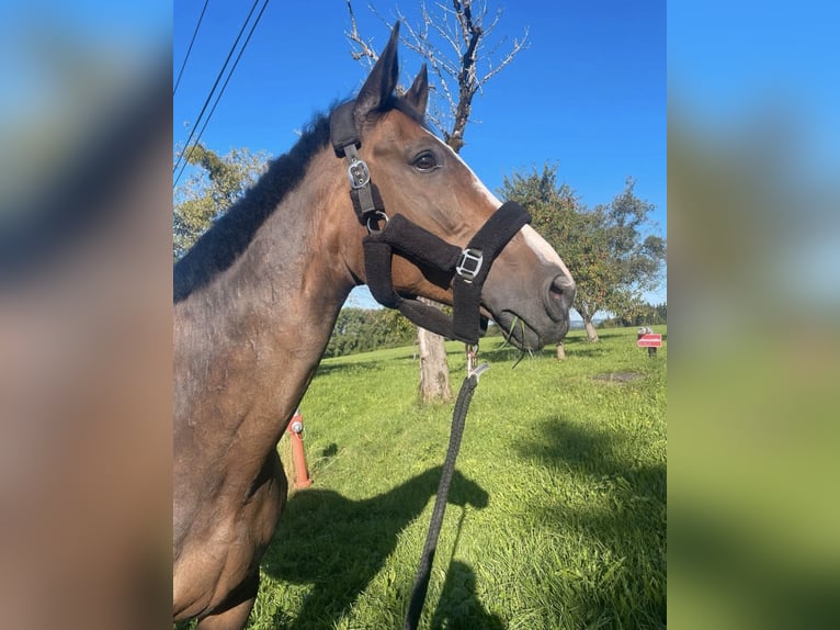 Tsjechisch warmbloed Merrie 16 Jaar 177 cm Bruin in Wangen im Allgäu
