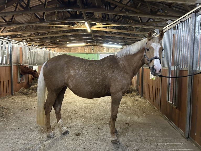 Tsjechisch warmbloed Merrie 17 Jaar 158 cm Palomino in Litzendorf