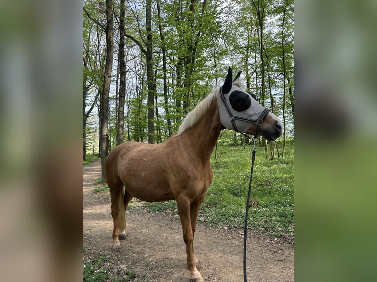 Tsjechisch warmbloed Merrie 17 Jaar 158 cm Palomino in Litzendorf
