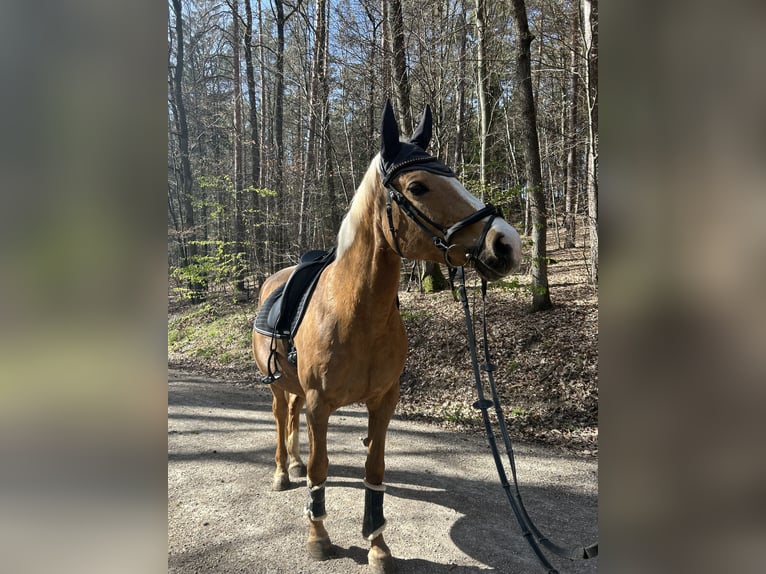 Tsjechisch warmbloed Merrie 17 Jaar 158 cm Palomino in Litzendorf