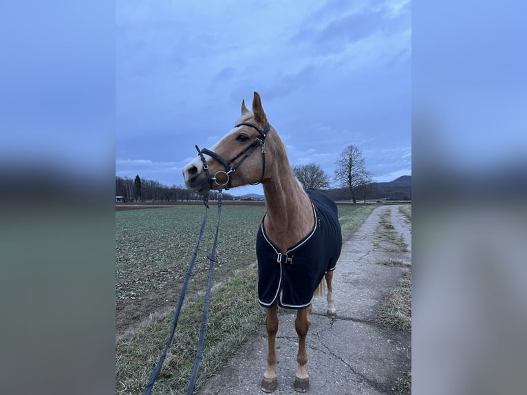Tsjechisch warmbloed Merrie 17 Jaar 158 cm Palomino in Litzendorf