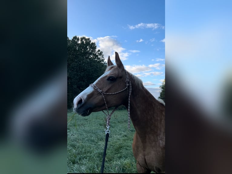 Tsjechisch warmbloed Merrie 17 Jaar 158 cm Palomino in Litzendorf