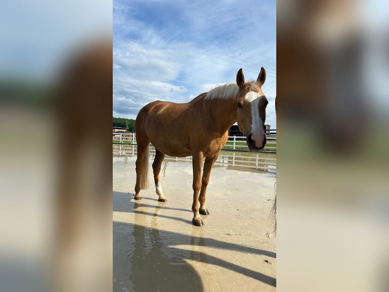 Tsjechisch warmbloed Merrie 17 Jaar 158 cm Palomino in Litzendorf