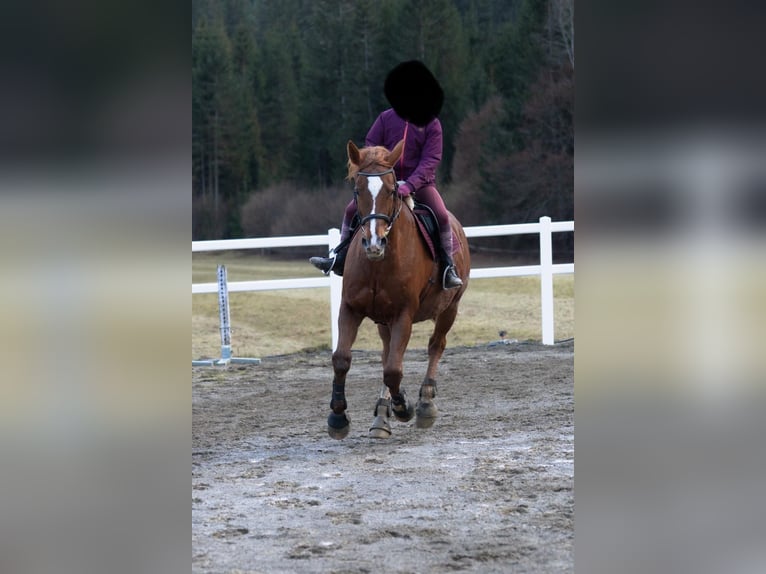 Tsjechisch warmbloed Merrie 17 Jaar 170 cm Vos in Gl&#xF6;dnitz