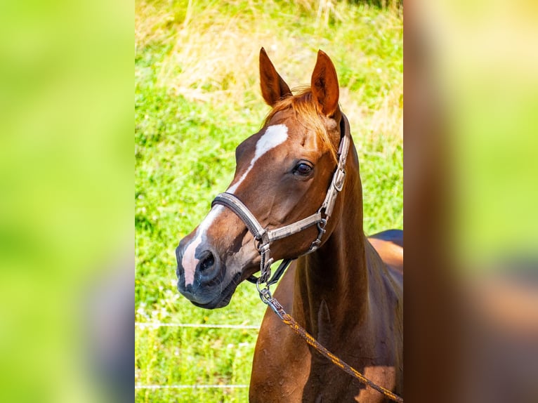 Tsjechisch warmbloed Merrie 17 Jaar 170 cm Vos in Gl&#xF6;dnitz
