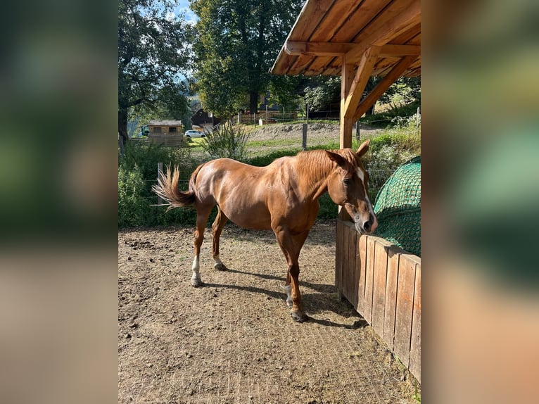 Tsjechisch warmbloed Merrie 17 Jaar 170 cm Vos in Gl&#xF6;dnitz