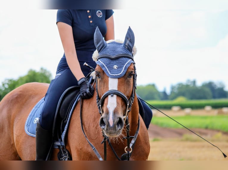 Tsjechisch warmbloed Mix Merrie 18 Jaar 161 cm Vos in Dossenheim