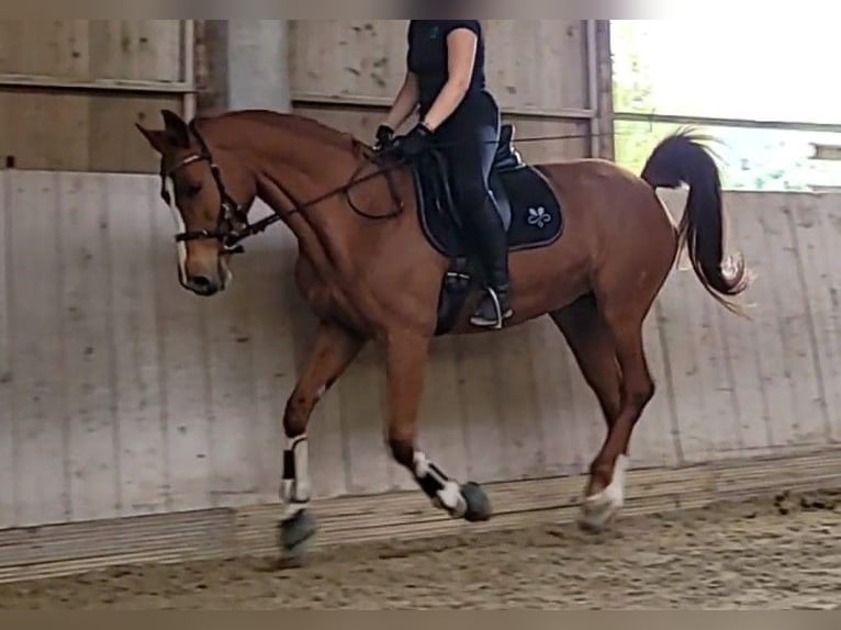 Tsjechisch warmbloed Mix Merrie 18 Jaar 161 cm Vos in Dossenheim