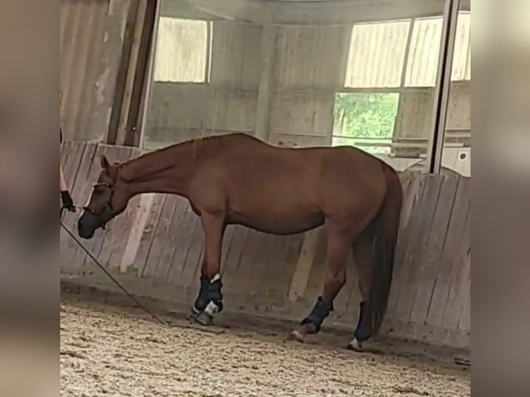 Tsjechisch warmbloed Mix Merrie 18 Jaar 161 cm Vos in Heidelberg