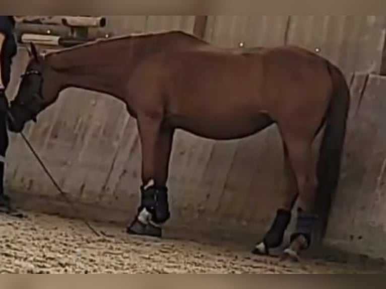 Tsjechisch warmbloed Merrie 18 Jaar 161 cm Vos in Heidelberg