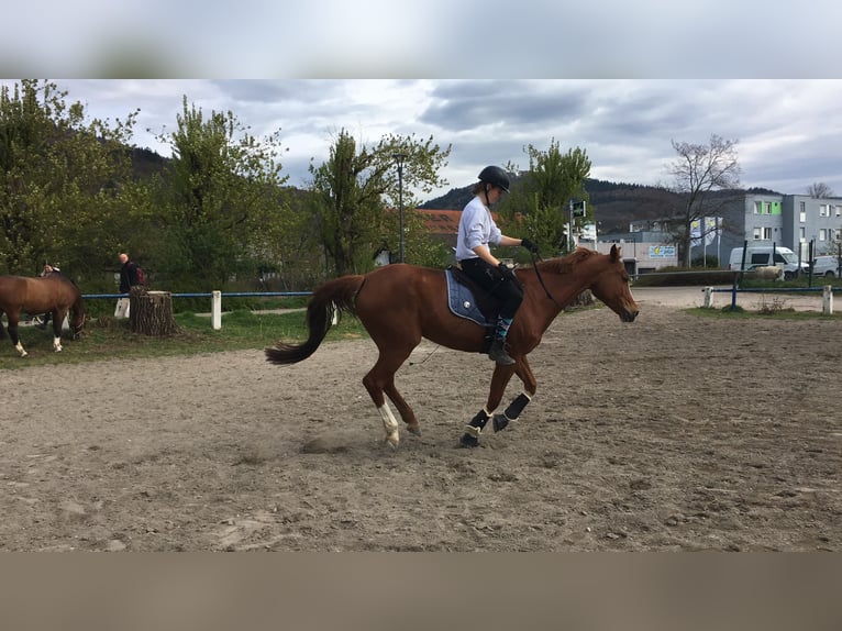 Tsjechisch warmbloed Merrie 18 Jaar 161 cm Vos in Heidelberg
