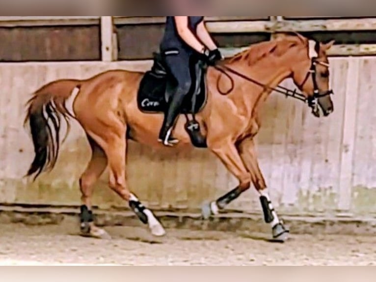 Tsjechisch warmbloed Merrie 18 Jaar 161 cm Vos in Heidelberg
