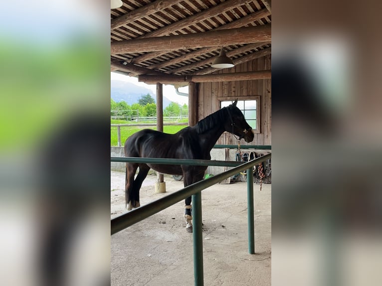 Tsjechisch warmbloed Merrie 18 Jaar 163 cm Donkerbruin in Paternion