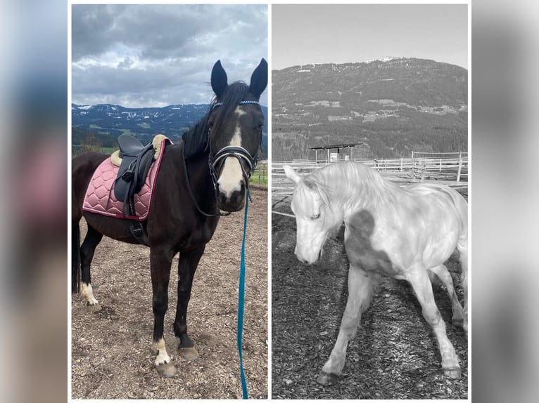 Tsjechisch warmbloed Merrie 18 Jaar 163 cm Donkerbruin in Paternion