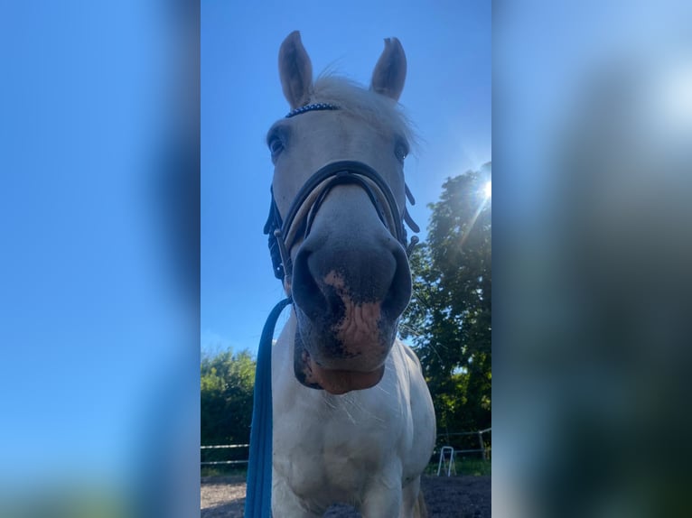 Tsjechisch warmbloed Merrie 18 Jaar 163 cm Donkerbruin in Paternion