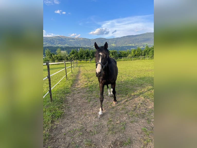 Tsjechisch warmbloed Merrie 18 Jaar 163 cm Donkerbruin in Paternion