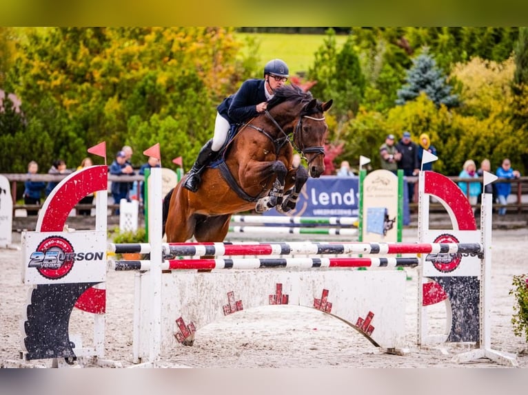 Tsjechisch warmbloed Merrie 18 Jaar 175 cm Bruin in Inwałd