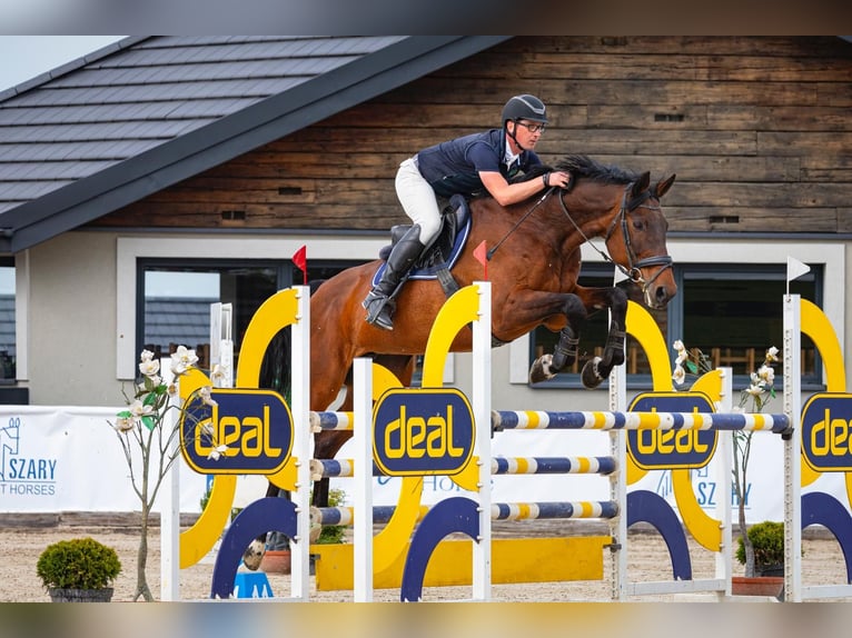 Tsjechisch warmbloed Merrie 18 Jaar 175 cm Bruin in Inwałd