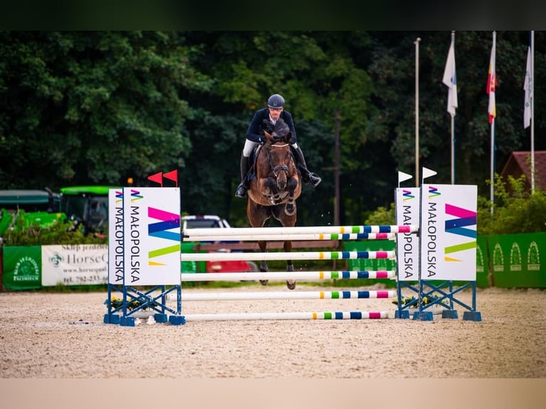 Tsjechisch warmbloed Merrie 18 Jaar 175 cm Bruin in Inwałd