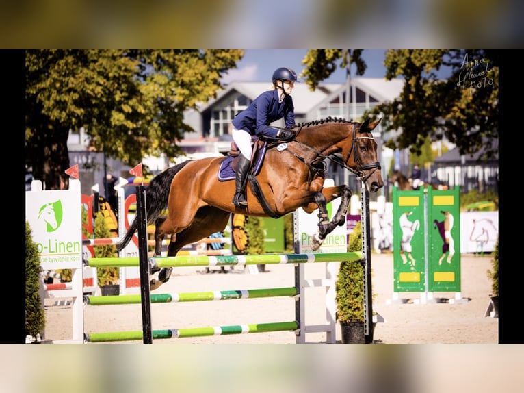 Tsjechisch warmbloed Merrie 18 Jaar 175 cm Roodbruin in Inwałd