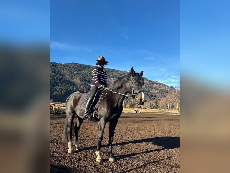 Tsjechisch warmbloed Merrie 19 Jaar 160 cm Zwart in Afritz