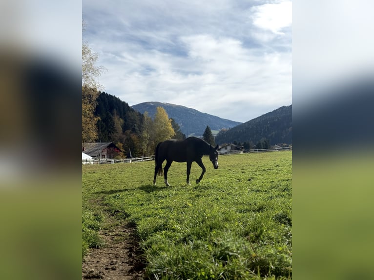 Tsjechisch warmbloed Merrie 19 Jaar 160 cm Zwart in Afritz