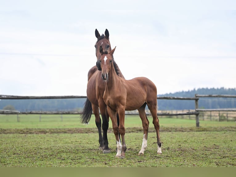 Tsjechisch warmbloed Merrie 19 Jaar 171 cm Roodbruin in PRIBRAM