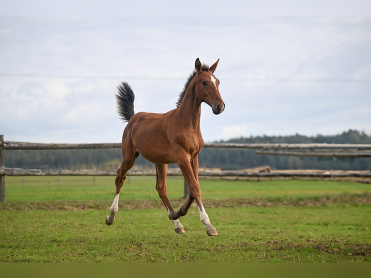 Tsjechisch warmbloed Merrie 19 Jaar 171 cm Roodbruin in PRIBRAM