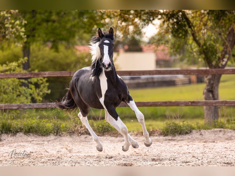 Tsjechisch warmbloed Merrie 1 Jaar 150 cm Tovereo-alle-kleuren in Sveradice